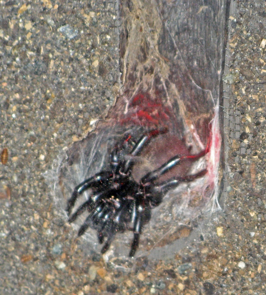 Funnel-Web Spider (World's Most Dangerous)